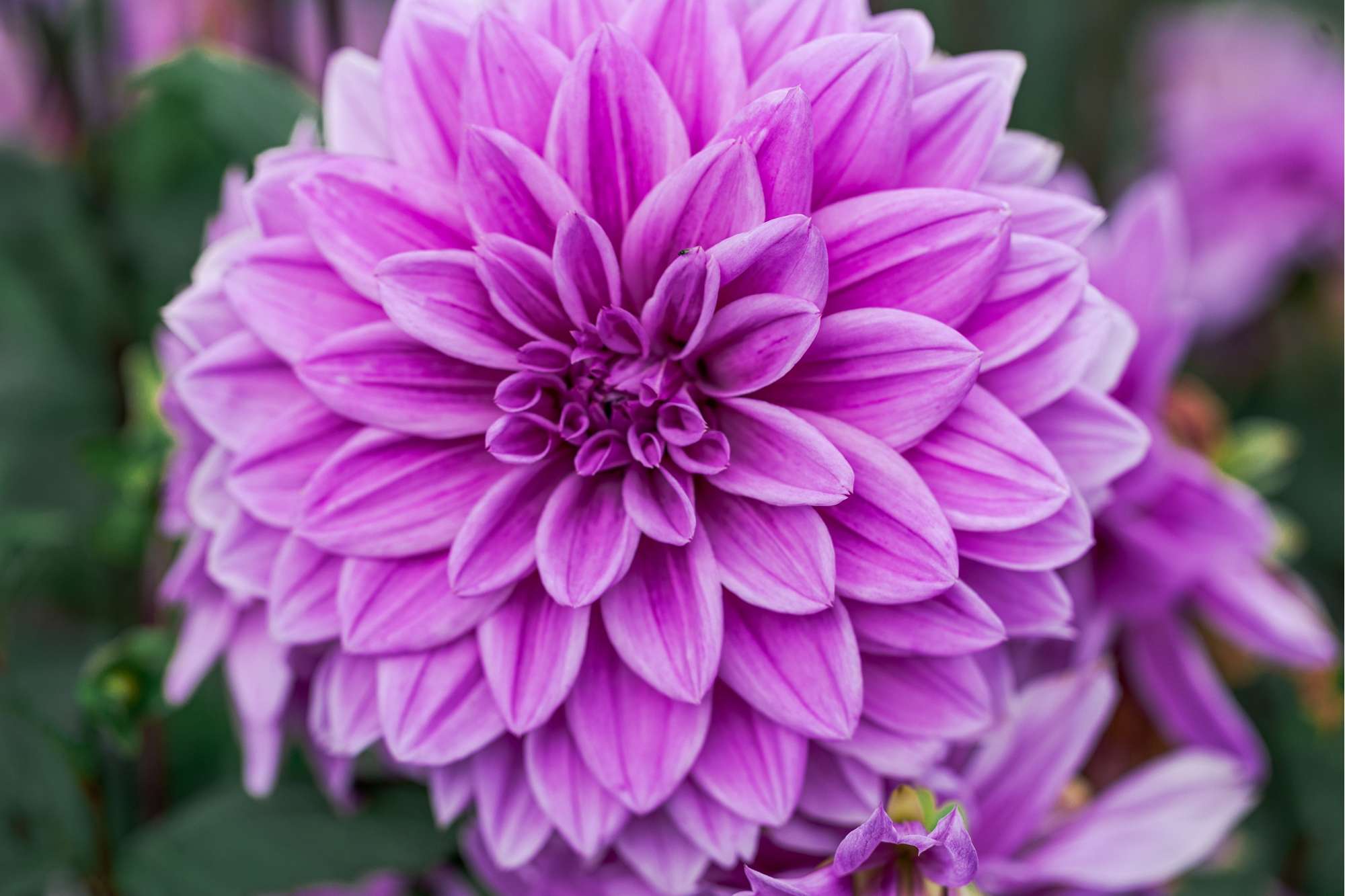 Dahlia 'Lilac Time'